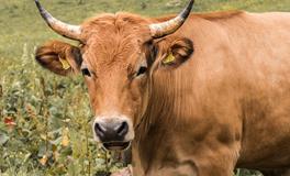 生肖牛为什么排在第二