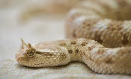 生肖蛇为什么排在第六