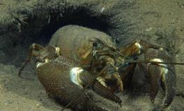 四大血型属蛇人的人际关系