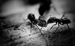 梦见坐牢了有什么预兆