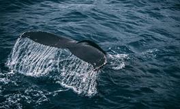 梦见跟喜欢的人在一起