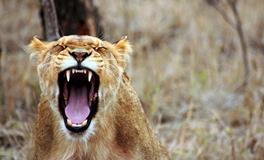 梦到自己孩子牙齿掉了