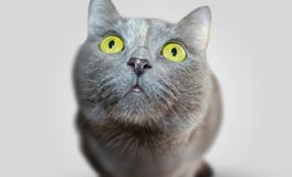 梦见被猫抓预示着什么