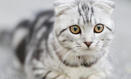 梦见家里来了好多猫