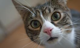 梦见被猫咬手出血