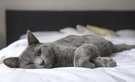 孕妇梦见两只猫