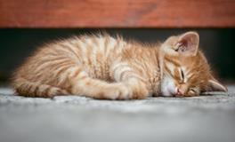 梦见自己被猫抓