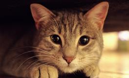 梦见被猫抓了预示着什么