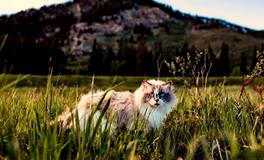 梦见黄猫是什么意思