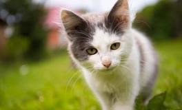 梦到猫抓我是什么意思