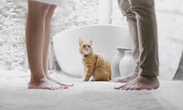 孕妇梦到很多只猫