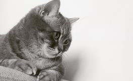 孕妇梦到好多小猫