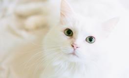 梦到一窝猫是什么意思