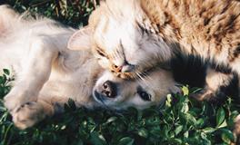 做梦梦到好多狗