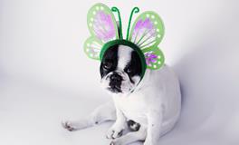 女人梦见三只小狗