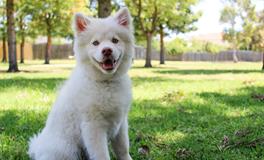 梦到家里很多狗