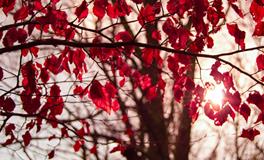 梦见自己身上有血