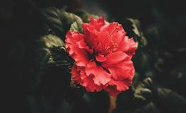 梦见自己大出血是什么征兆