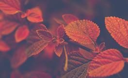 梦见别人头上流血