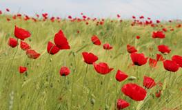 做梦自己流了很多血