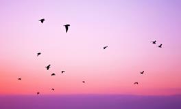 女人梦见成群的老鼠