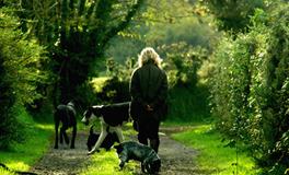 梦见大老鼠是什么意思