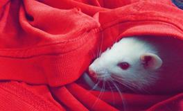 梦见一窝刚出生小老鼠