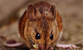 梦见一只大老鼠