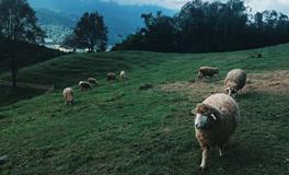 梦见老鼠屎是什么意思