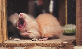 梦见一只很小的老鼠