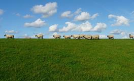 梦见家里进了一只老鼠