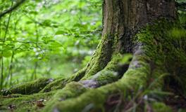 孕妇梦见死老鼠是什么意思