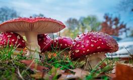 梦到老鼠赶不走