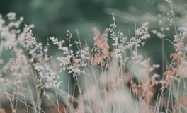 孕妇梦到有人打死老鼠