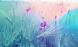 孕妇梦到棺材是什么意思