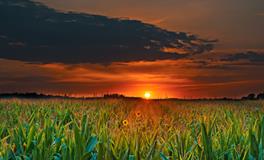 梦见黑棺材预示着什么