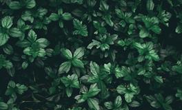 梦见从土里挖出棺材