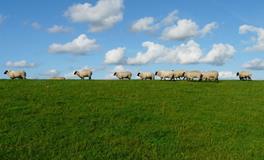 梦见给自己买棺材