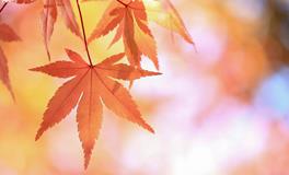 秋分是哪天，2018年秋分是几月几号