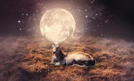 紫微14主星一周运势（8.27-9.2）