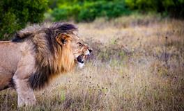 做梦梦到有人死了