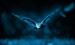 梦见和死人打架