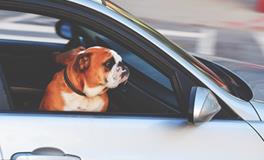 做梦梦到偷别人东西