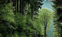 梦见用纸包大便去扔