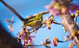 属鸡的幸运植物是什么