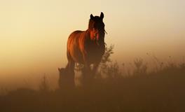 白露节气有哪些气候特点