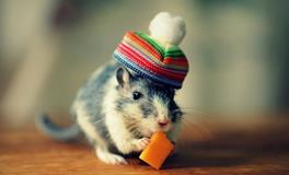 生肖鼠的属相文化是什么