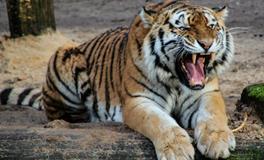 梦见打死老虎是什么意思