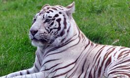 女人梦见狮子和老虎