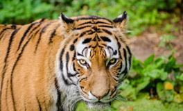 怀孕梦到好多老虎